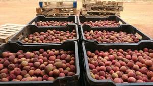 LYCHEE/LITCHI/LITCHEE CONTATADOS FRESCOS Y DE ALTA CALIDAD DE VIETNAM CON EL MEJOR PRECIO - Product Image 4