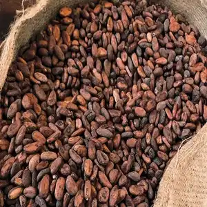 Venda por atacado de grãos de chocolate orgânicos para venda em preço barato