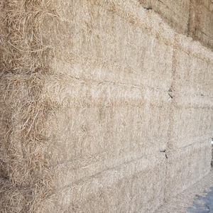 Premium Chopped Wheat <b>Straw</b> for Animal Feed 1-7cm Size 600kg Big <b>Bales</b> - Product Image 1