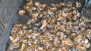 Résidus de coques de noix de cajou en gros - Product Image 4