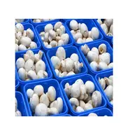 Fresh and White Frozen Mushroom for Sale, Cheap Price