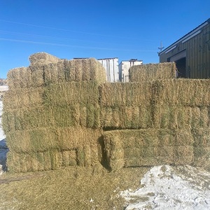 Alfafa de alta calidad para alimentación Animal, heno para alimentación Animal, Alfalfa - Product Image 2