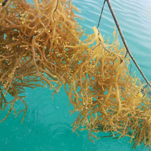 Alga Eucheuma Cottonii / Musgo Irlandés / Musgo Marino de Vietnam - Product Image 2