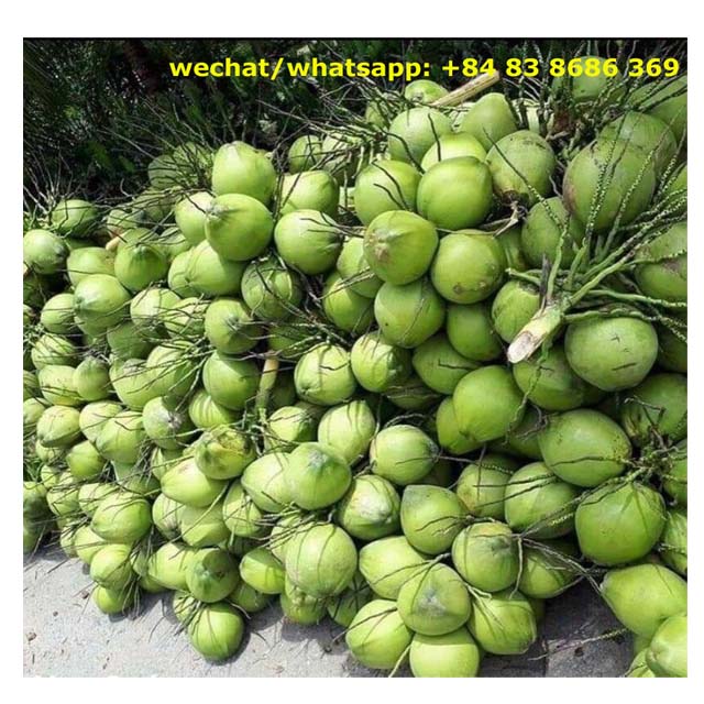 Fresh green young coconut Top quality best price coconut for wholesales