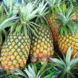 Fresh Queen Pineapple Fruit--HP 0084 917 476 477