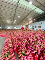 Verse Dragon Fruit (Thanh Long Vietnam) Graad A, 60 dagen houdbaarheid - WHATSAPP 0084 989 322 607