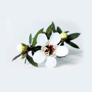 Huile essentielle de Manuka pure de la meilleure qualité, distillée à la vapeur et certifiée GMP, en provenance de Nouvelle-Zélande par AARNAV GLOBAL EXPORTS - Product Image 4