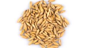 Aliments pour animaux séchés, grains d'avoine - Product Image 2