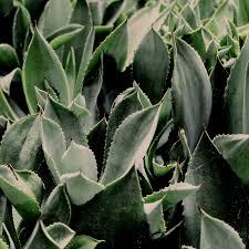 Feuille d'Aloe Vera-Aloe barbadensis laisse il contient des plantes saines - Product Image 4