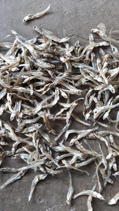 Venta al por mayor de anchoa con la mejor calidad de Vietnam/la mejor oferta de anchoa de Vietnam - Product Image 2