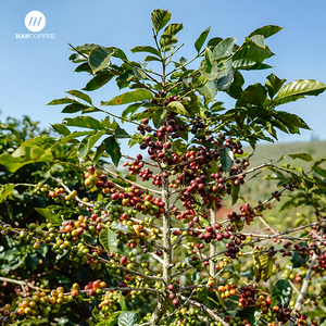 Café en grano verde New Harvest-Granos de café Premium Robusta/Arábica-Mejor venta a buen precio-Empaquetado a granel - Product Image 3