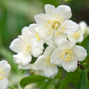 Aceite Esencial Puro al por Mayor, Jazmín Sambac Natural Destilado al Vapor, Revitalizador de Piel de Árbol de Té, Certificado GMP, Origen India, AARNAV - Product Image 5