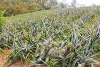 Excellente capacité md2 ananas