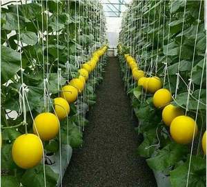 Nuevo Invernadero FM con Sistema de Aeroponía e Hidroponía, Agricultura Vertical para Vegetales, Frutas, Flores y Microgreens - Product Image 6