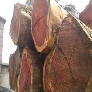 Padauk / African Padauk For Sale