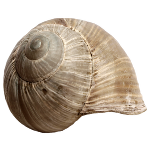 Conchas de Caracol Naturales de 3-4.5 cm, Decoración Náutica para el Hogar de 99 Gold Data 99GD - Product Image 5