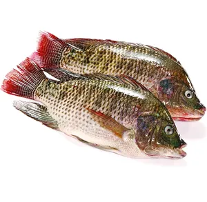 Pescado de Tilapia redondo en vivo, pescado negro fresco, venta al por mayor, precio bajo, gran oferta