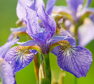 AARNAV GLOBAL EXPORTS Huile Essentielle d'Iris (Iris Pallida) de Qualité Supérieure 100% Pure Distillée à la Vapeur Certifiée GMP (Italie) Arbre à Thé - Product Image 3