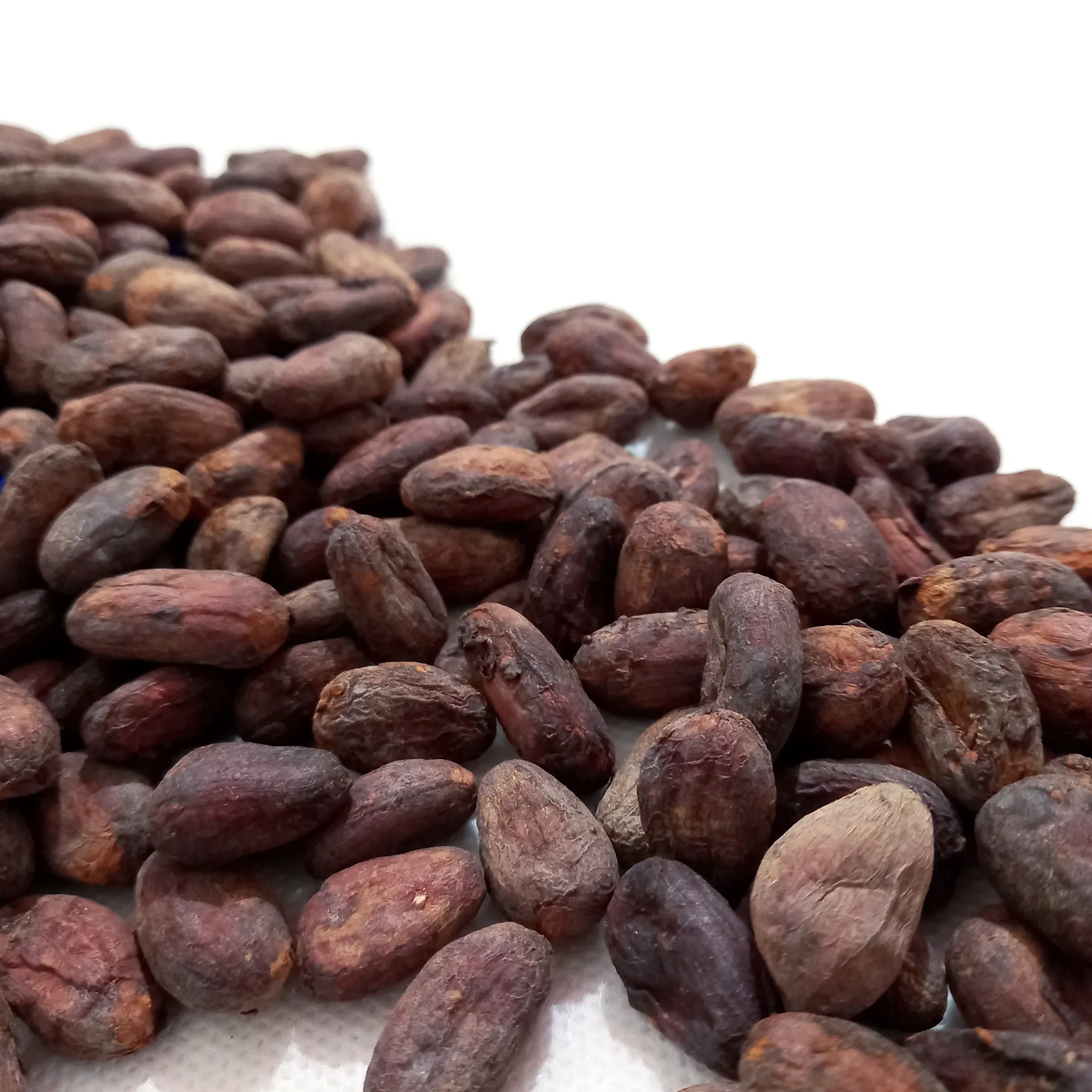 Hochwertige rohe Kakaobohnen Indonesien Bio Dark Cacao