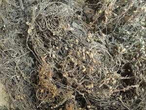 Poudre d'algues sargasses séchées à prix compétitif en provenance du Vietnam - Mme HELEN +84 374 288 086 - Product Image 5