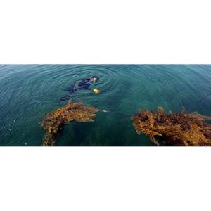 Sargsum-KATIE séché au sec, + 84795877933 - Product Image 5