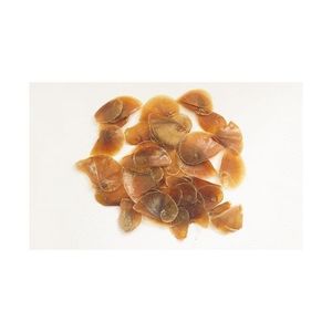 Operculum ซูเปอร์มาร์เก็ตจากทะเล,เวียดนาม - Product Image 4