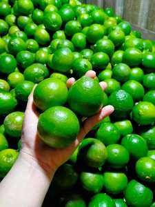 มะนาวเวียดนามสดไร้เมล็ด / ผลไม้กรีนซีร์คัส / มะนาวเขียวสดไร้เมล็ด +84986778999 เดวิด - Product Image 6