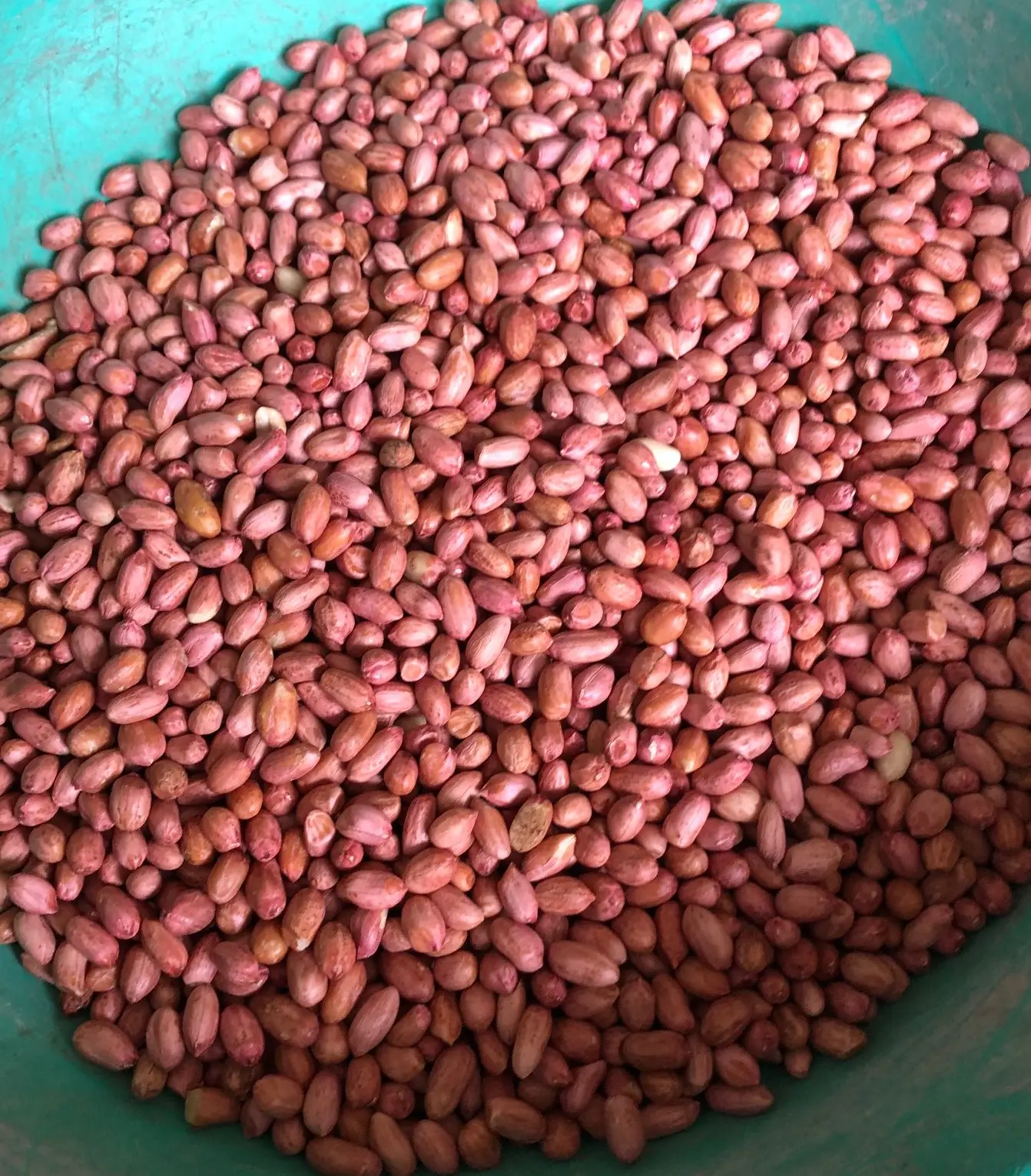 Índia origem negrito amendoim amendoim kernel do amendoim cru de alta qualidade sortex qualidade amendoim origem índia