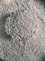 Riz Glutineux Séché de Qualité Supérieure, Grade Alimentaire, Origine Vietnam Tien Giang, Texture Douce, Faible Teneur en Humidité, Durée de Conservation 24 Mois