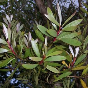 Aceite Esencial Puro de Niaouli con Destilación al Vapor de Árbol de Té, Certificado GMP, Revitalizador de Piel - Precios Bajos de AARNAV GLOBAL EXPORTS - Product Image 3
