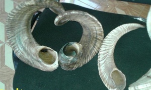 Cuerno de Oveja y Carnero Natural Pulido, Material Orgánico de Alta Calidad, Decoración para el Hogar Estilo Animal y Objeto de Colección Artístico - Product Image 4