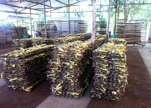 ส่งออกดอกมังกรแห้ง/ดอกเสาวรสแห้งจากเวียดนาม - Product Image 6