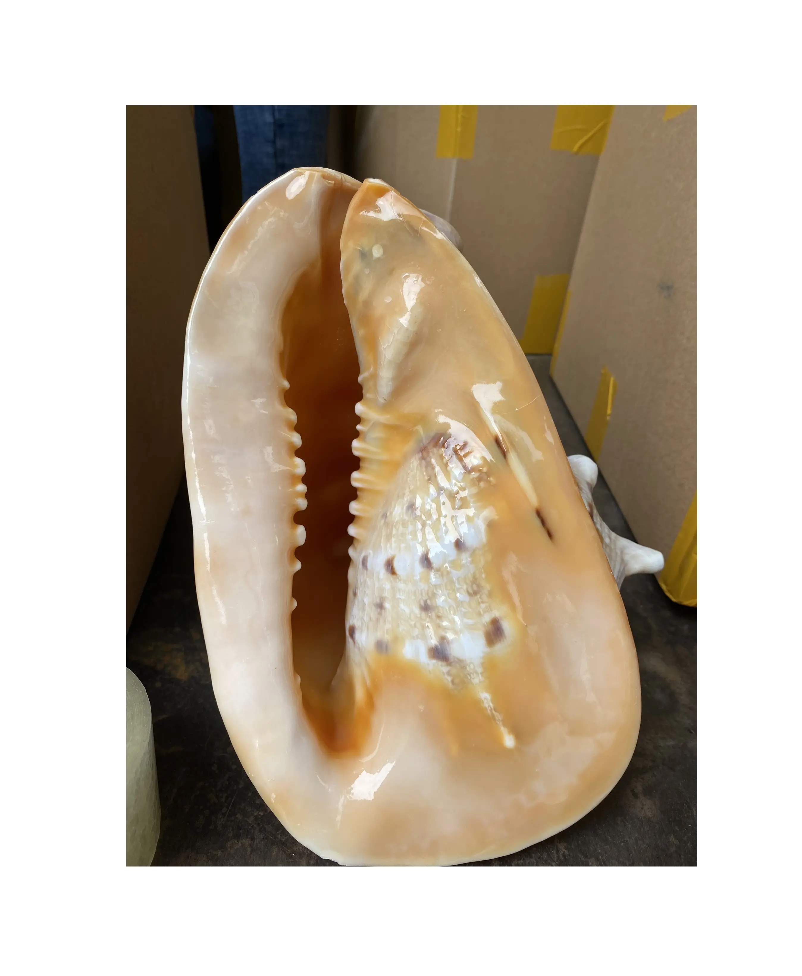 Supplier And Manufacturer Paua Polished Abalone Marine Shell Cowrie Shell In Bulk At Reasonable Price