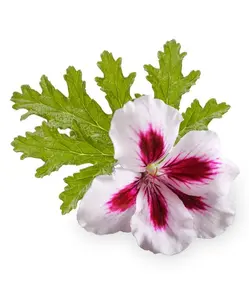 Producto de gran venta de aceite de geranio rosa para aromaterapia y cosméticos