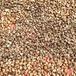 Kacang Mete Mentah Murah/Kacang Mete dari Vietnam dengan Layanan Pengiriman Cepat dan Respons Cepat (Port Ho Chi Mandarin)