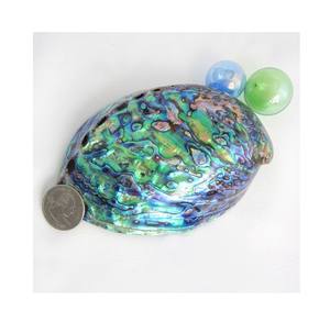 เปลือกหอยเป๋าฮื้อธรรมชาติจากเวียดนามสำหรับตกแต่งเปลือกหอยธรรมชาติจากเวียดนาม - Product Image 1