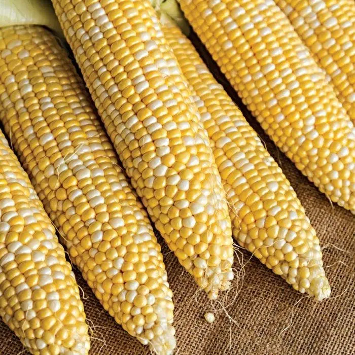 Gelber Mais für den menschlichen Verzehr nicht gmo gelber Mais/gelber Mais für Tierfutter <span class=keywords><strong>Popcorn</strong></span> Zum Verkauf