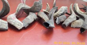 Corno di Pecora Grezzo Lucidato per la Realizzazione di Manici di Coltelli in Stile Animale di Alta Qualità - Arte e Collezionismo - Product Image 2