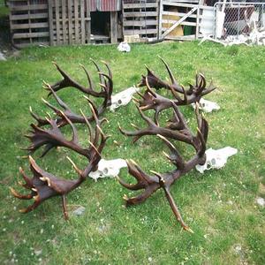 Plantes de cerfs rouges de qualité supérieure, 4 pièces, puce pour cerf rouge, qualité supérieure - Product Image 2