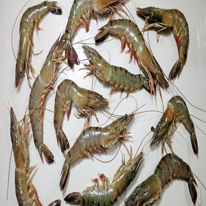 Tasty U10 Shrimp In A Large Number Of Varieties Low Moq New Packaging Alibaba Com