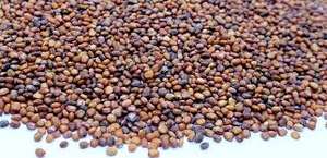 Huile de support de roquette biologique 100% Pure 100 ML pressée à froid pour cheveux au meilleur prix - Product Image 6