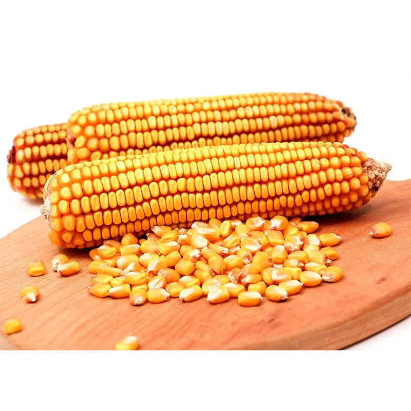 Bester Preis Qualität trockener gelber Mais für Tierfutter Großhandel