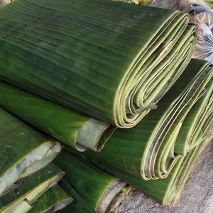친환경 상품 녹색 천연 바나나 잎/잎 포장용 큰 두꺼운 베트남 수출 | 테레사 + 84971482716