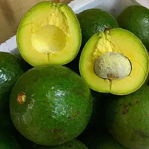 PREMIUM QUALITY OF FROZEN AVOCADO PULP - GOOD PRICE FROM VIETNAM