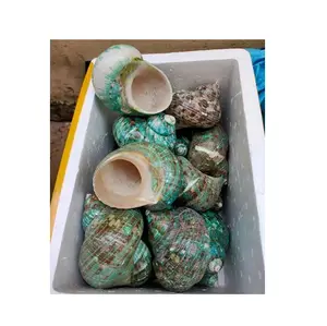 许多类型的海贝贝壳锥形贝壳，具有不同形状的羊壳，用于设计