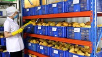 67,6 fl oz Versgeperste 100% natuurlijke Keto Ananas Laagcalorische Kokoswaterpuree in bulk & flesverpakkingen uit Vietnam