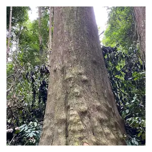 来自马来西亚的Chengal原木原木