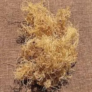 Dried gracilaria seaweed/Gracilaria agar