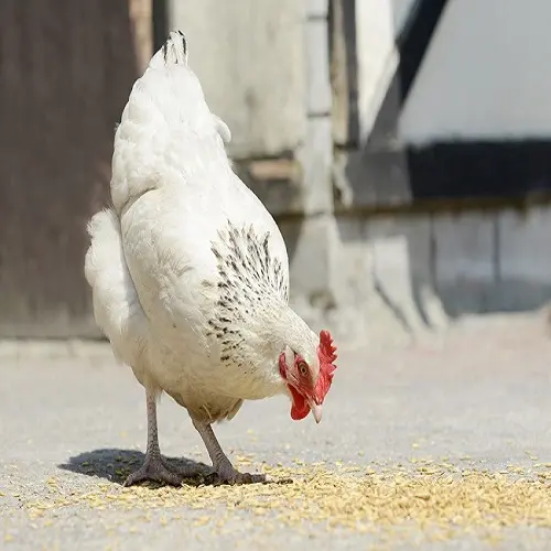 Tas Kemasan Pakan Hewan INDONESIA Kambing, Domba, Biji Palem PKE Ayam 35% PROTEIN Lebih Murah SOYA Kacang Kedelai ASIA Oman