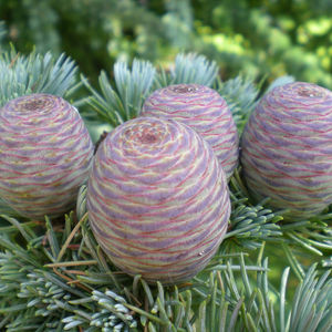 Cedrus deodara de madera - Product Image 1